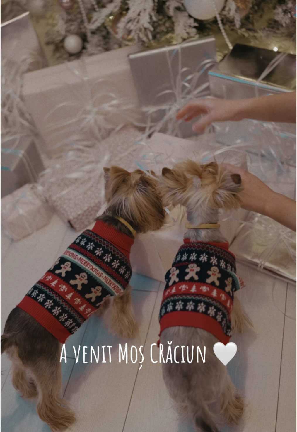 @Chicago & Tokyo | The Yorkies