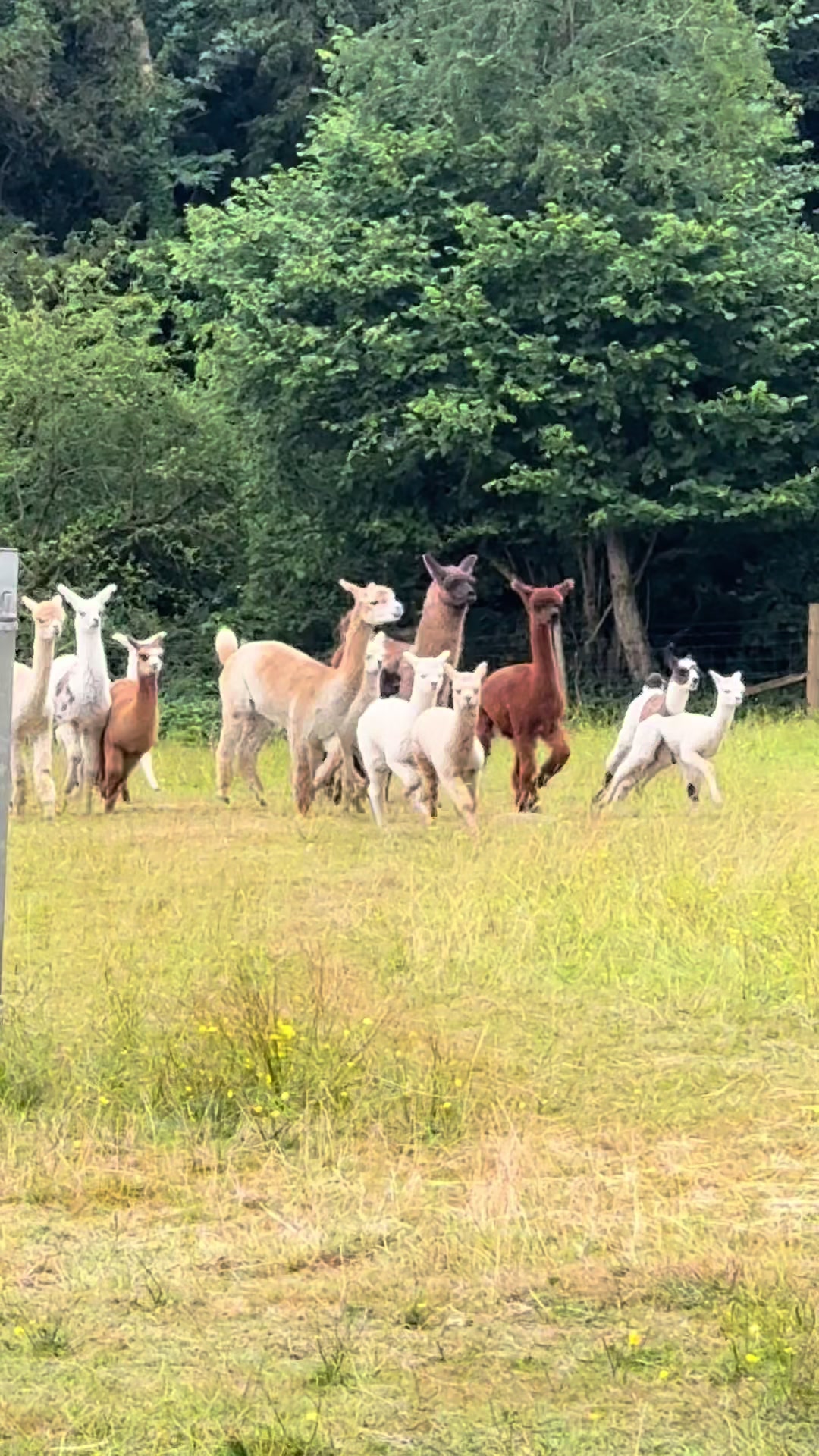 @Bardsea Alpacas and Llamas