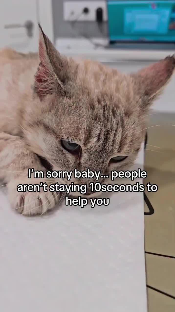 @love for all paws rescue