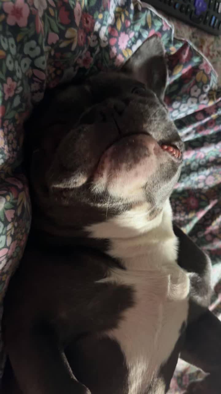 @Gizmo the frenchie & my humans