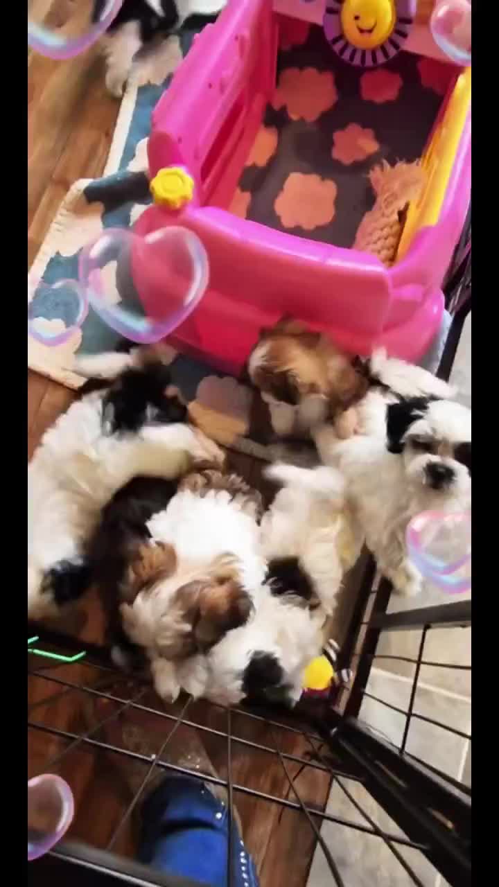 @Barb's Precious Pups
