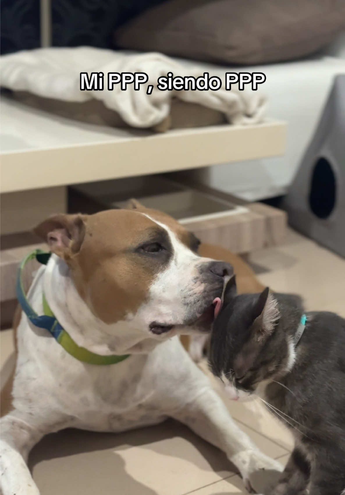 @Cuba y Lilo💖