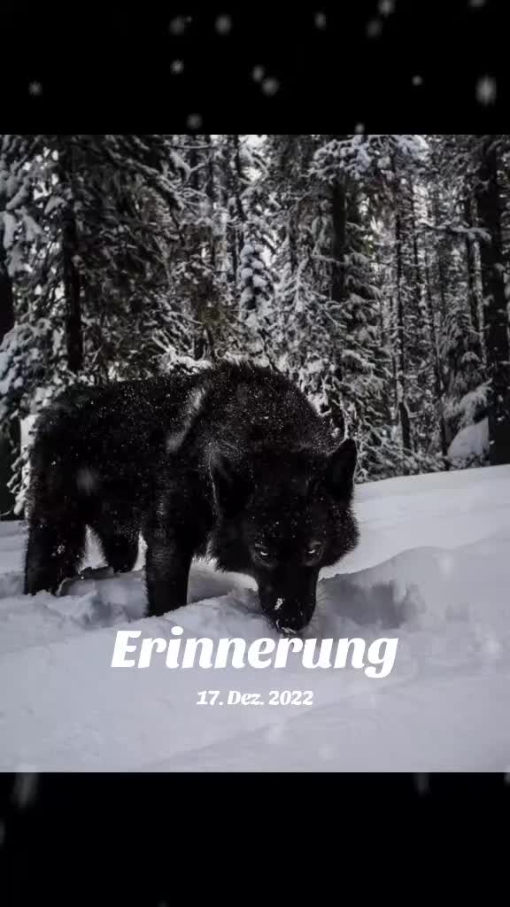 @👑🐺Akela_King_Of_Wolfs🐺👑