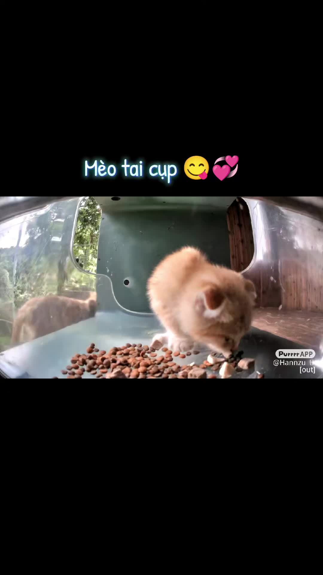 @Meo Meo 😋