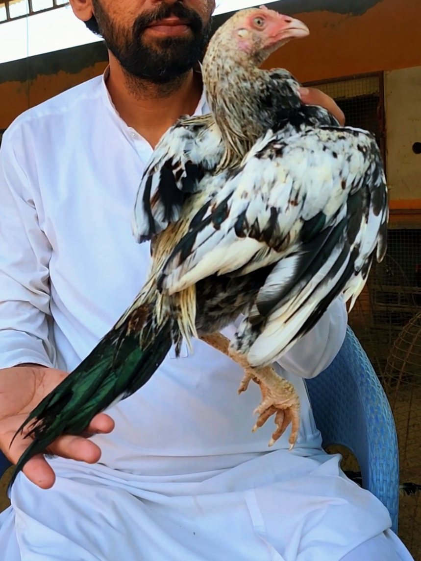 @Sajjad Aseel Farm