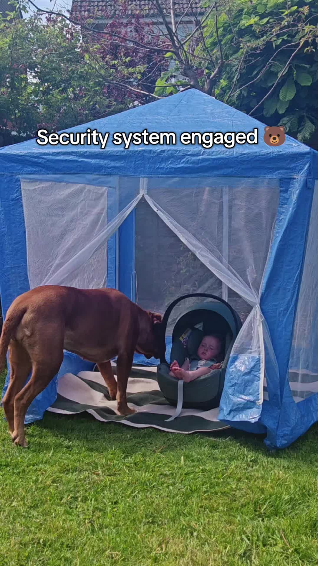 @Diva Dogue Nala