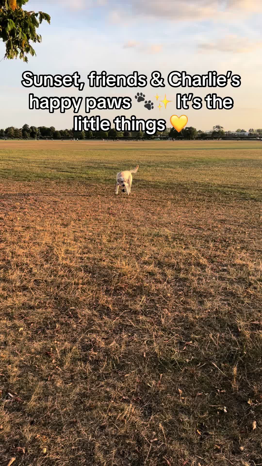@Teddy 💕Charlie🐾💙