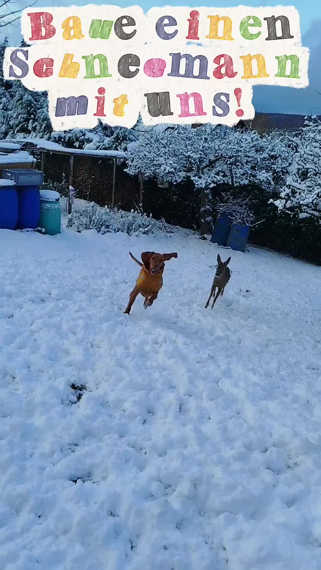 @PeanutundAponi🐶🐾