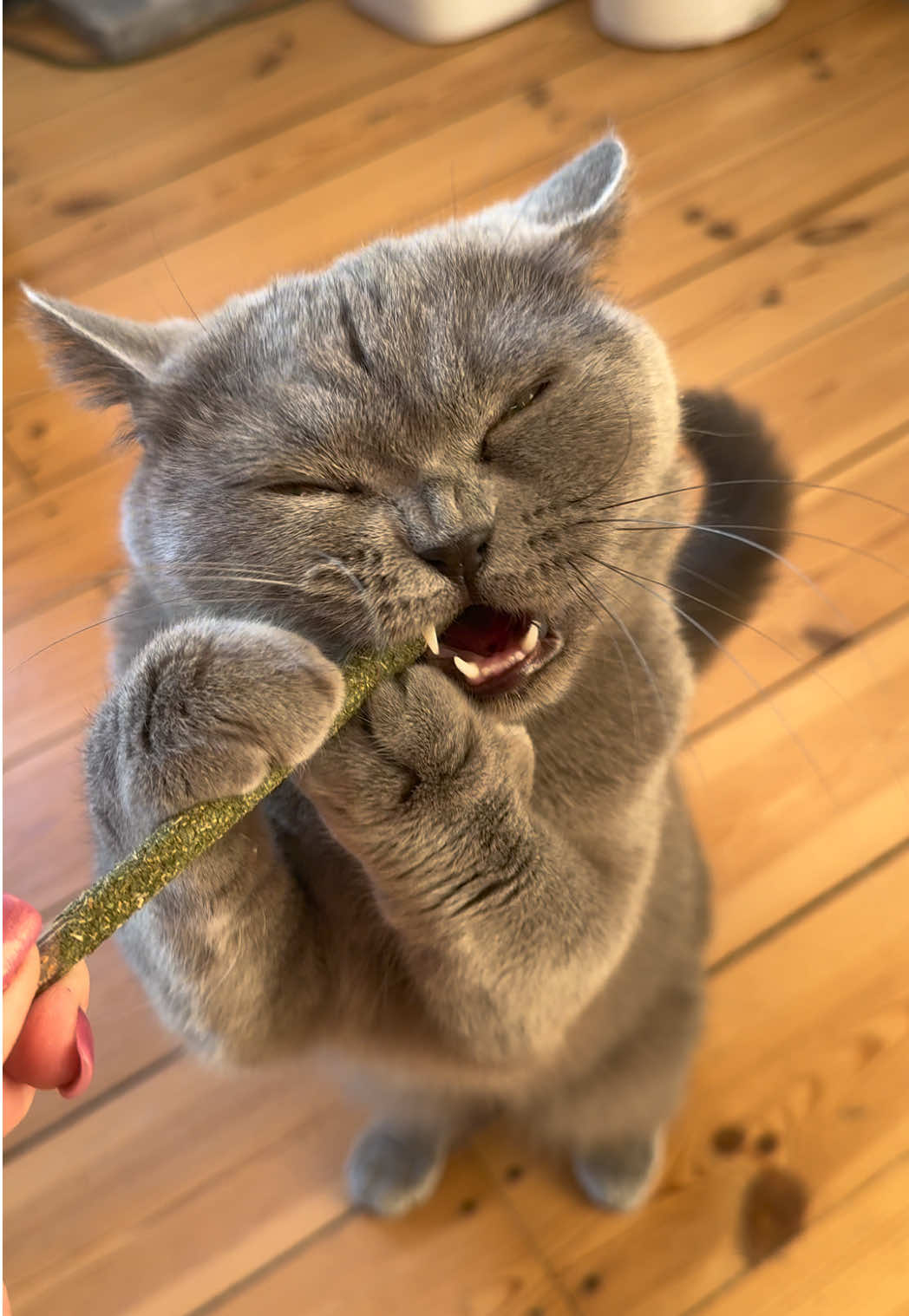 @Purrpawspals ✨