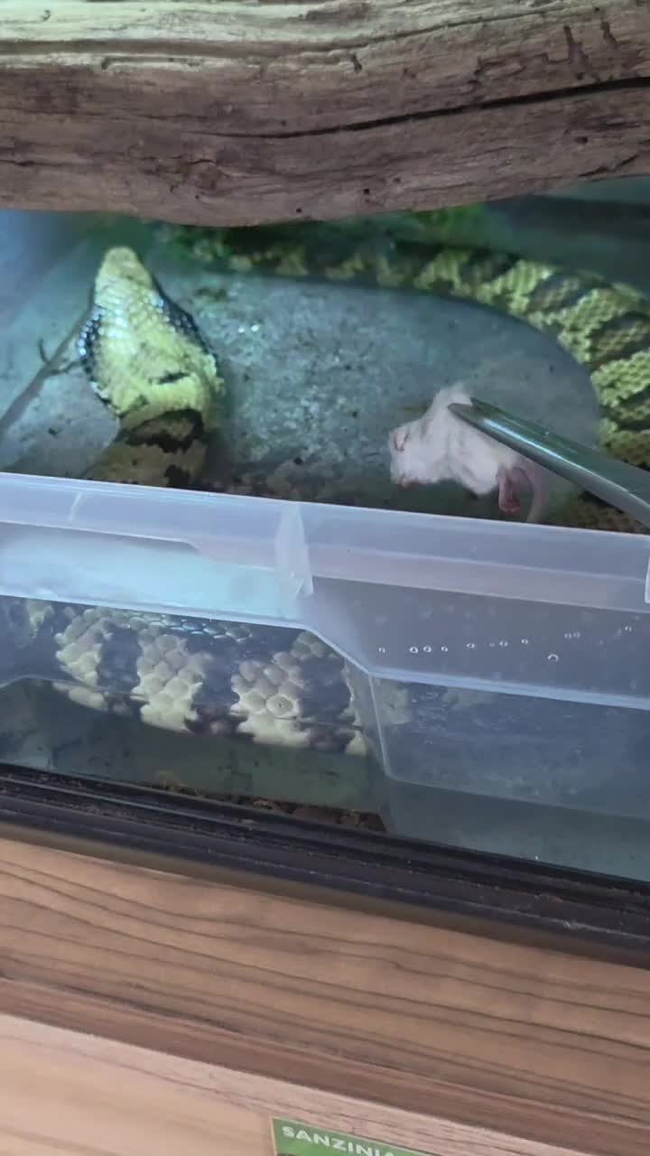 @T & N reptiles
