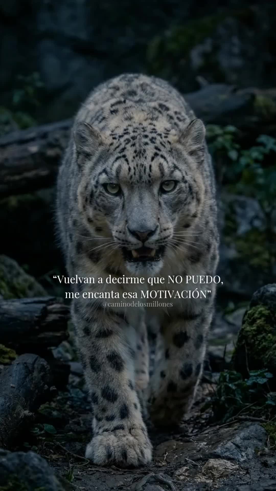 @caminodelosmillones