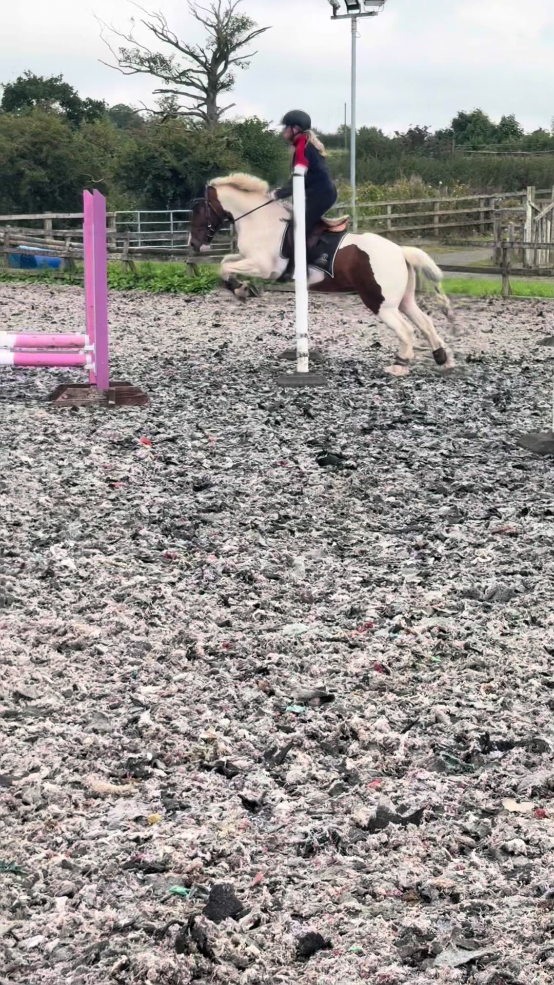 @Lilywiththecobs🐴