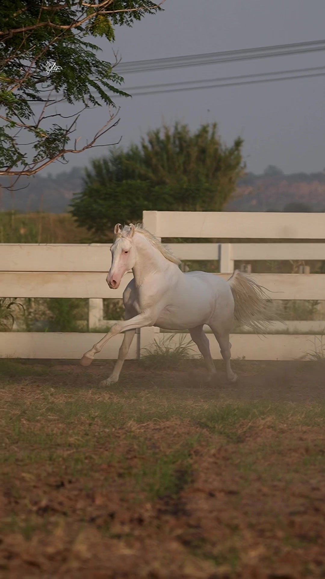 @SUNRISE STUD FARMS RAWALPINDI