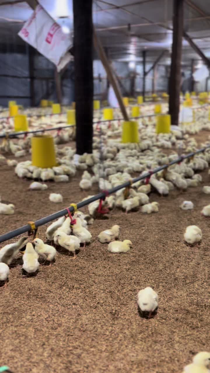 @BN Farm Broiler🐔