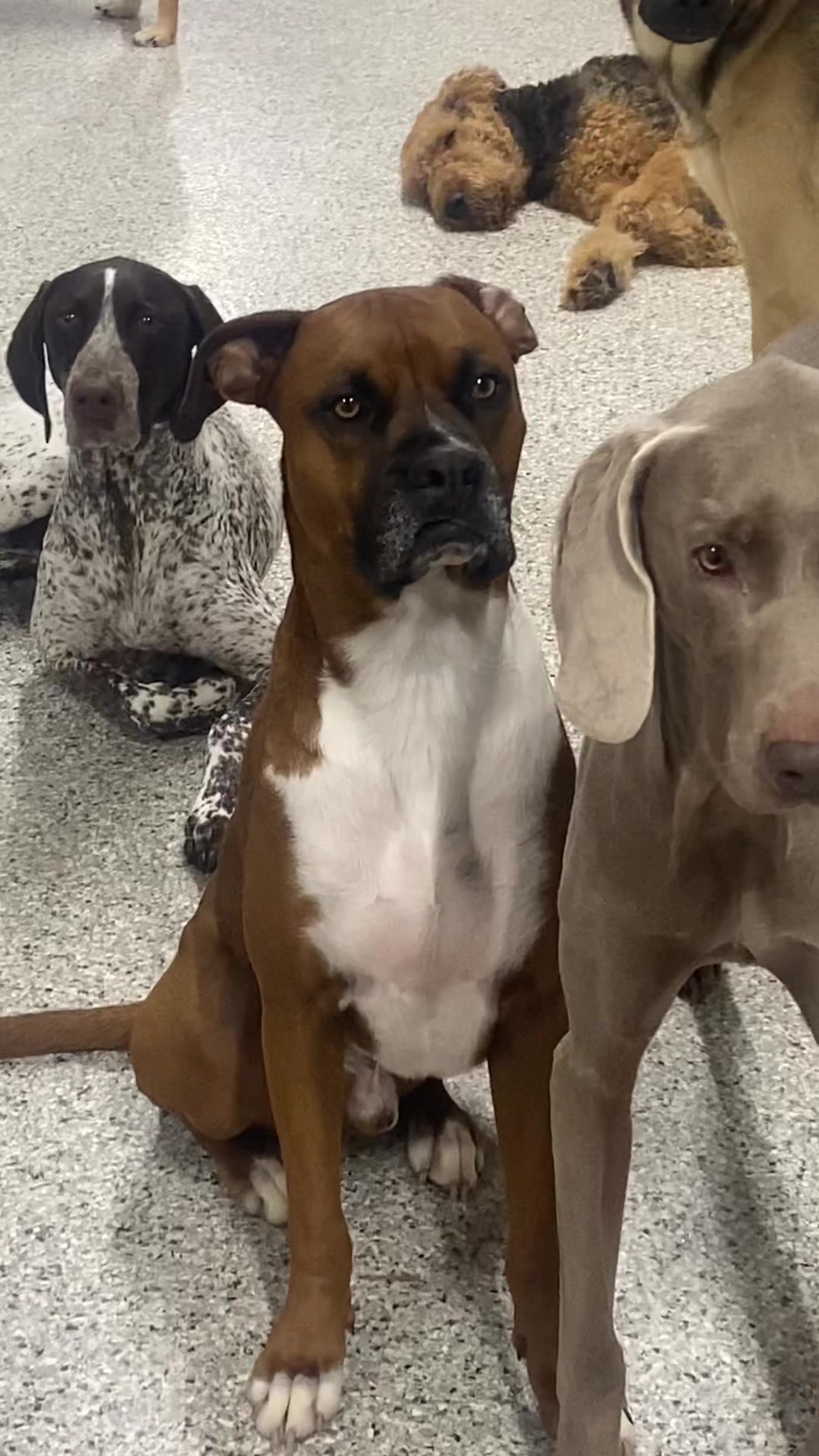 @Clyde the Boxermix