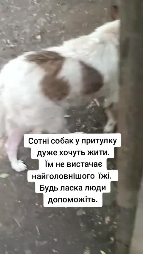 @tvarinkidobra