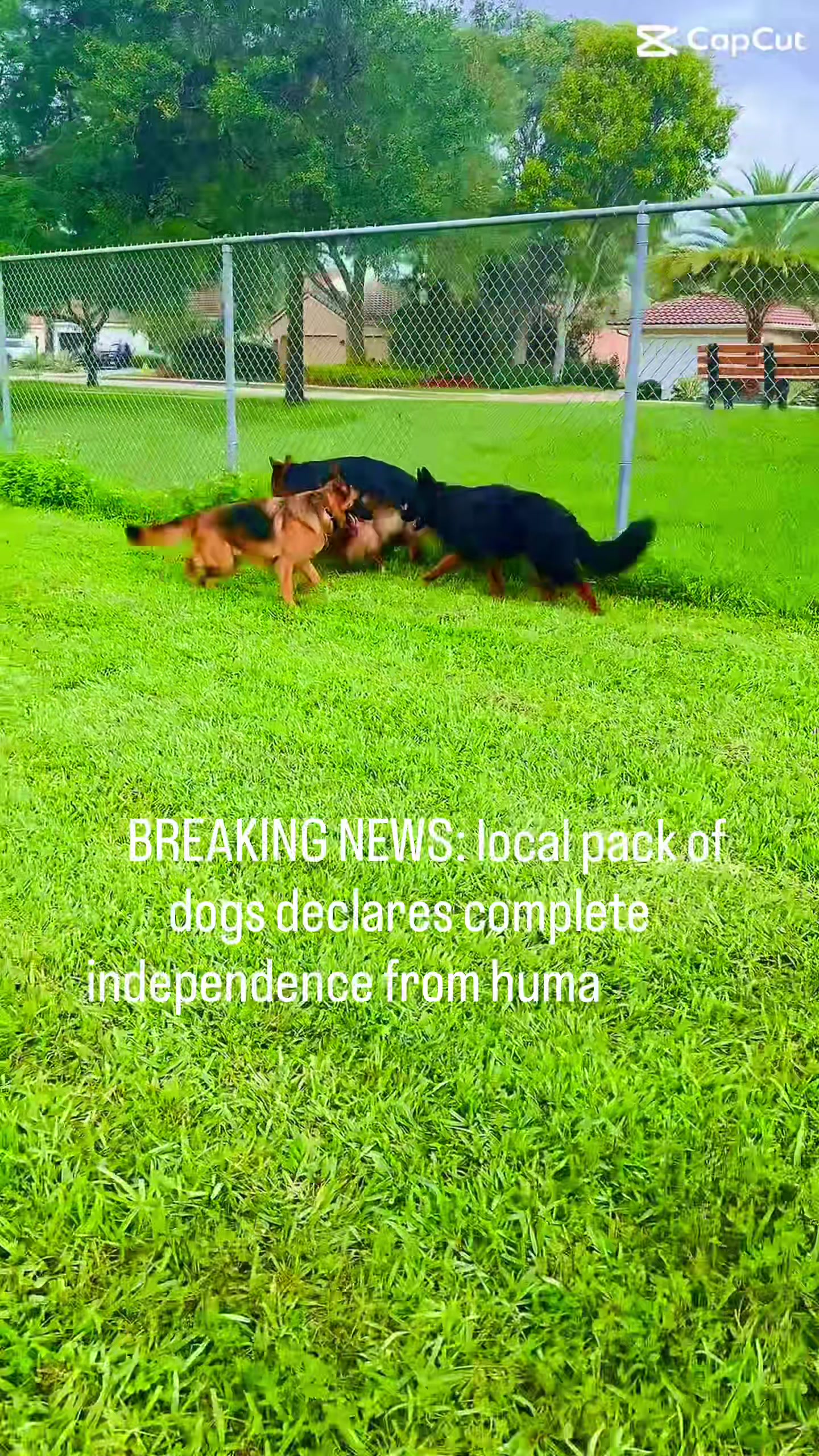 @RobertHouseDoglife