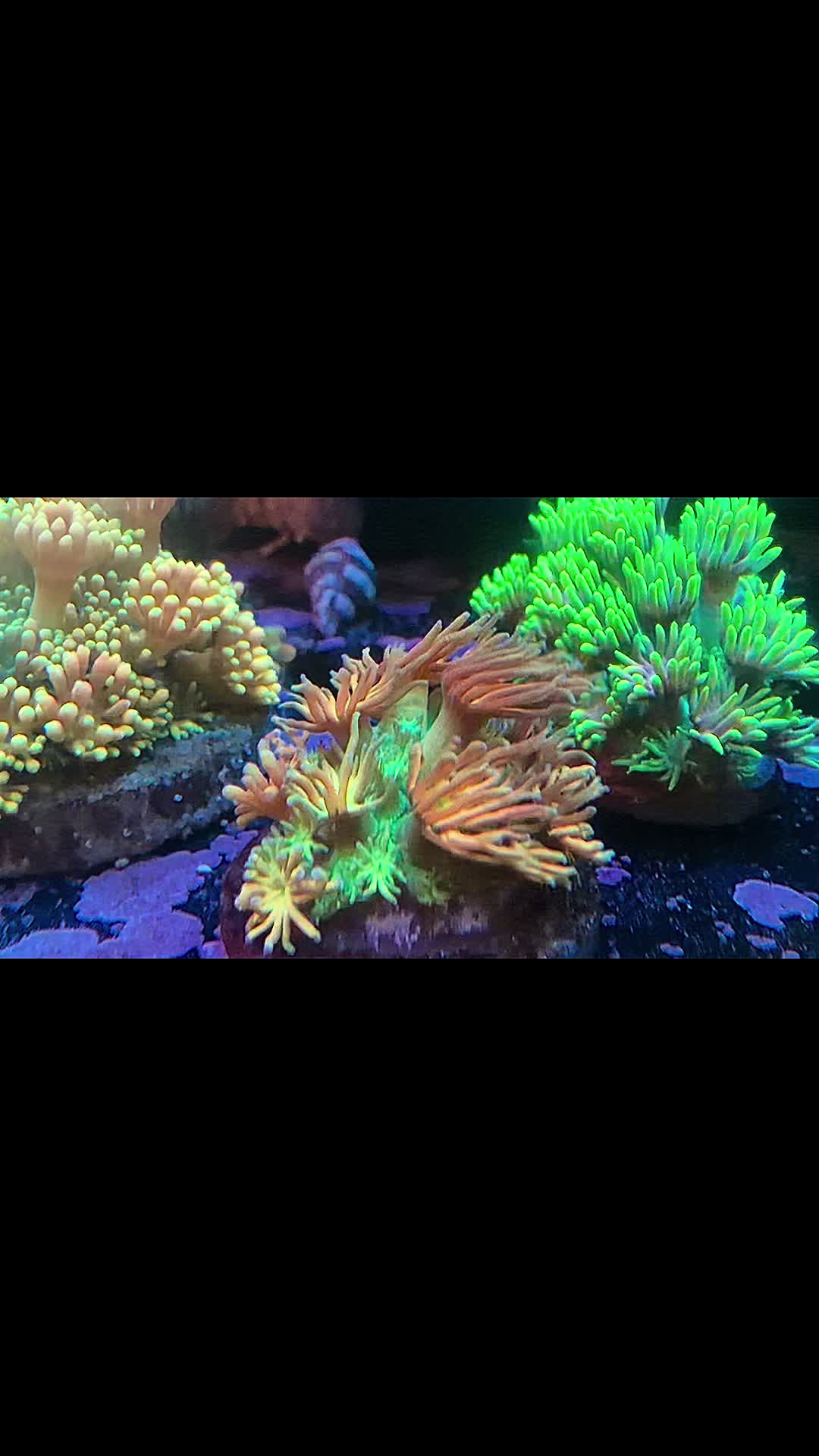 @Inner_Circle_Reefing