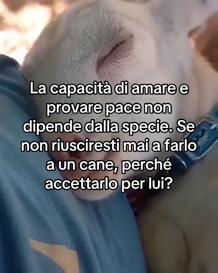@Vegantok