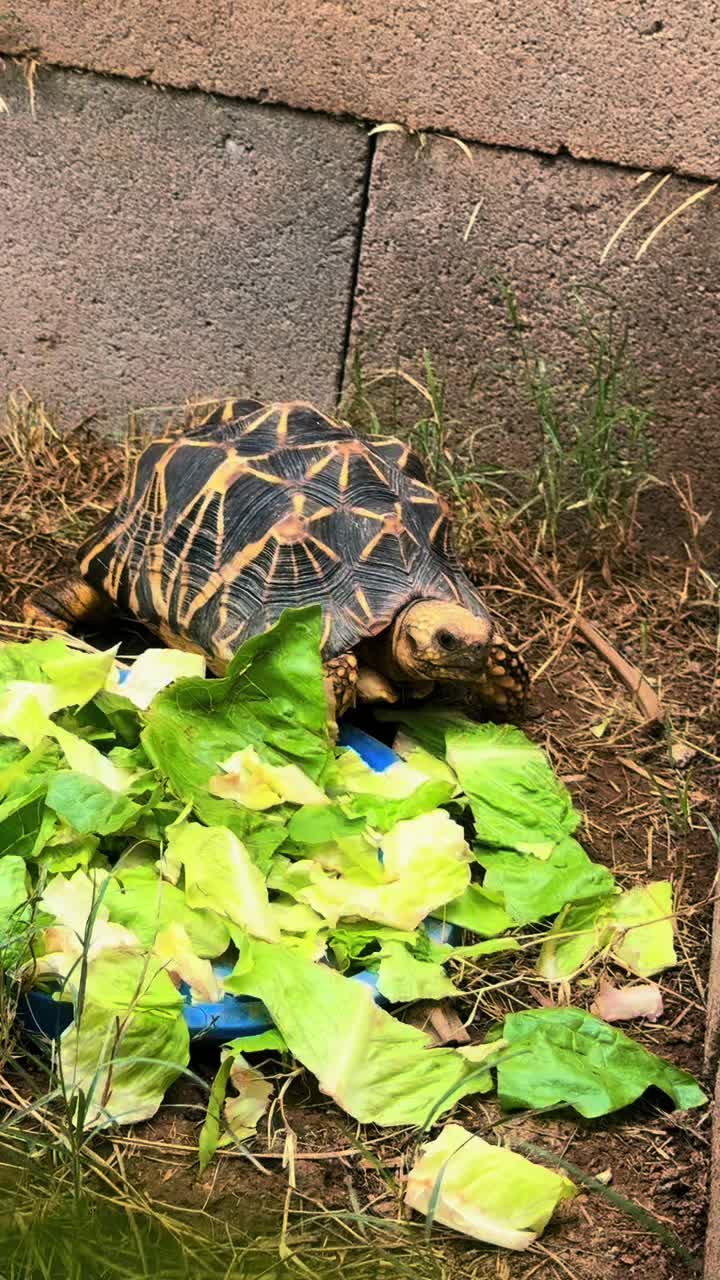 @Western State Tortoise