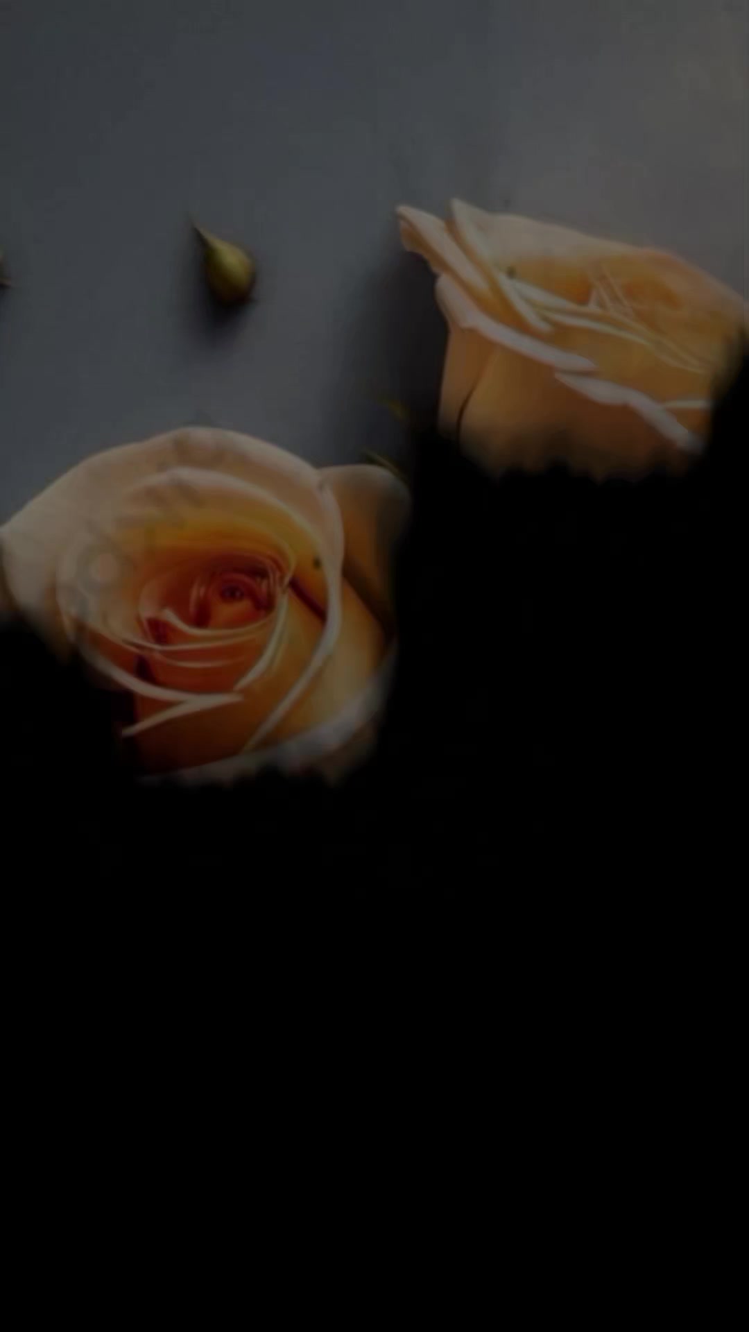 @𝐁𝐊𝐖𝐑𝐈𝐓𝐄𝐒 🫶🌹🦜