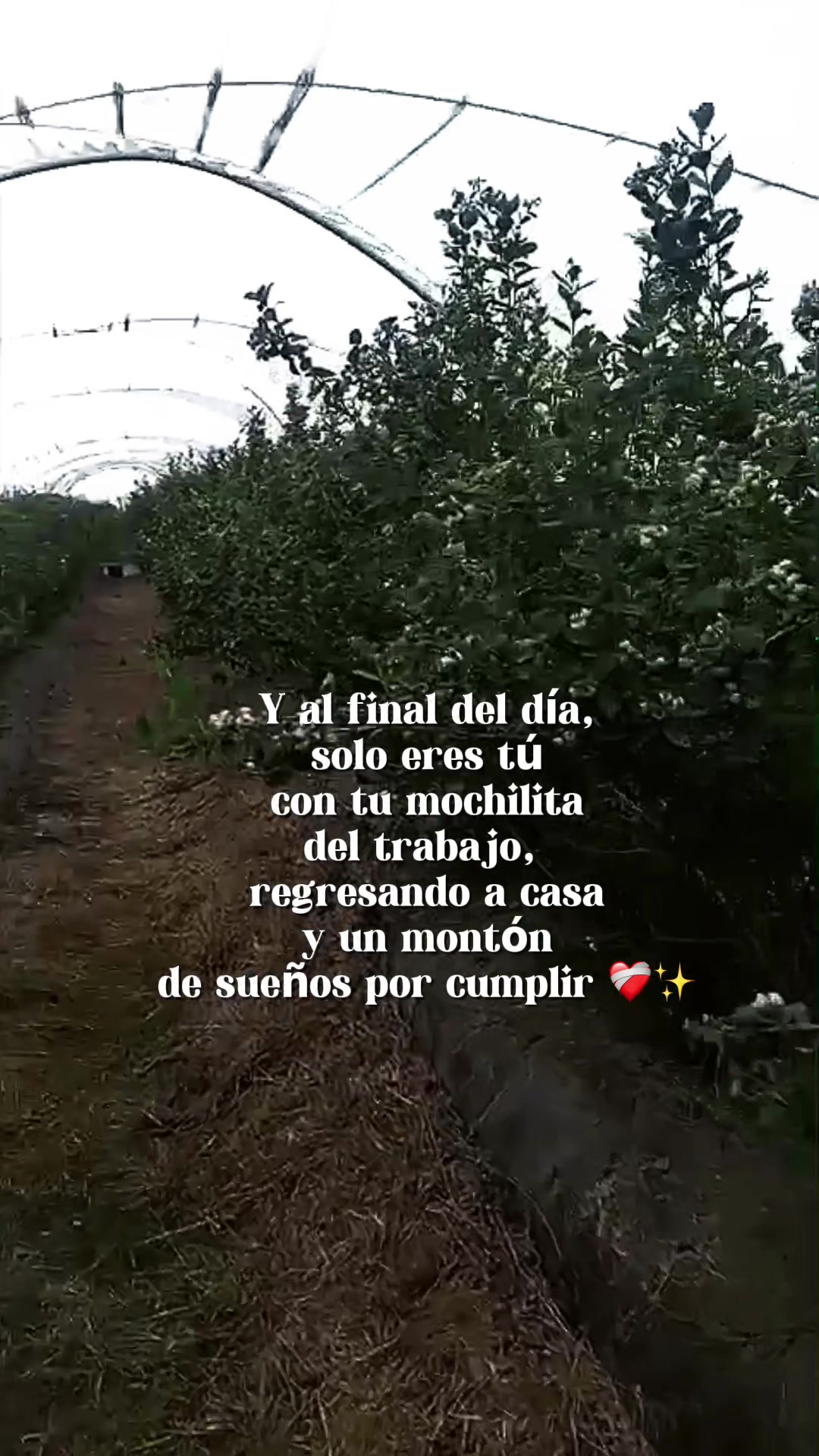 @ARTHUR EL ZINAPECUARENSE 🌎