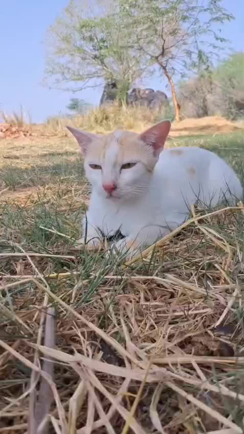 @âšð§âïžðððð§ðððŽðð«(ââ¿-)â