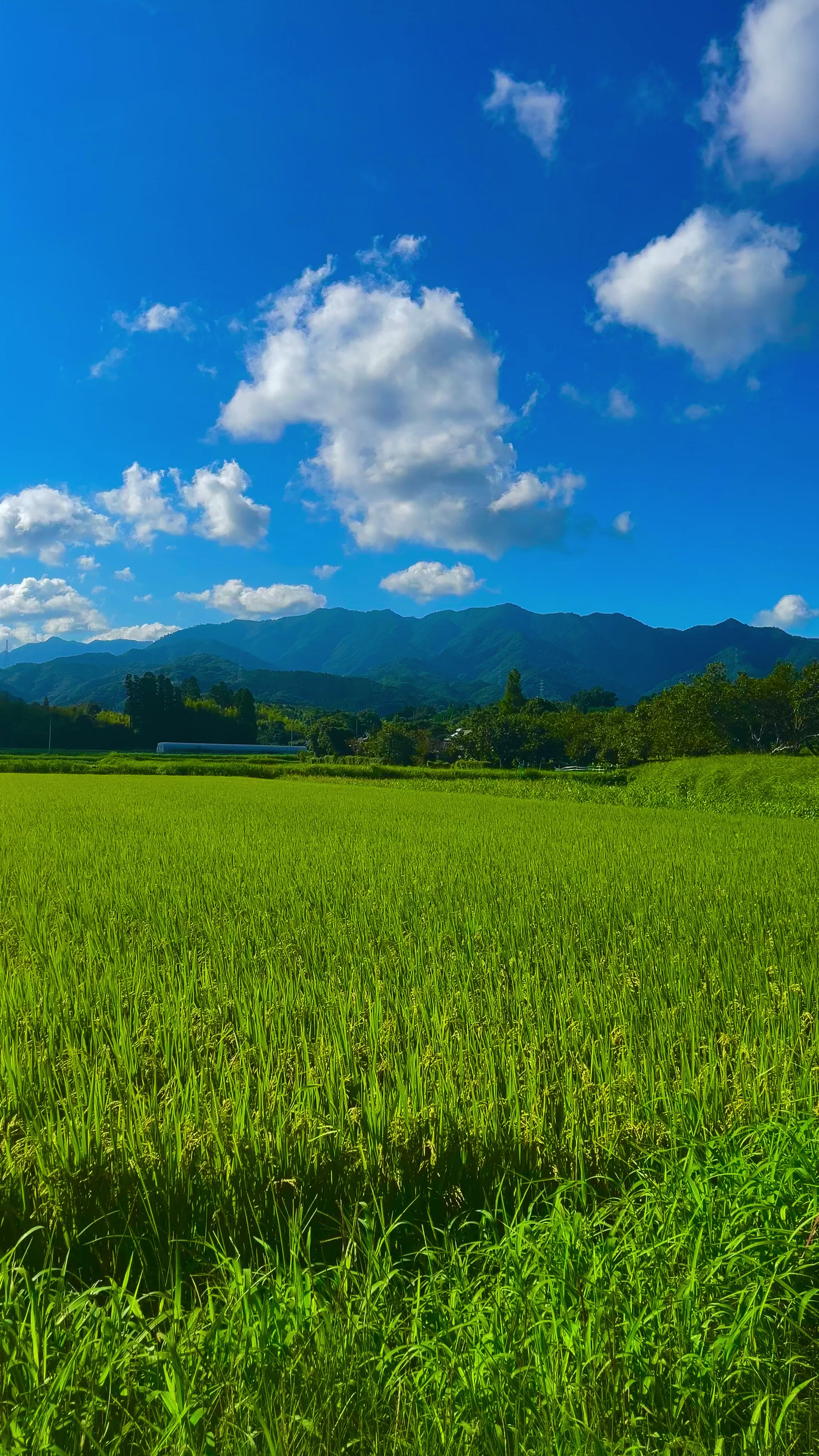 @︎︎夏空