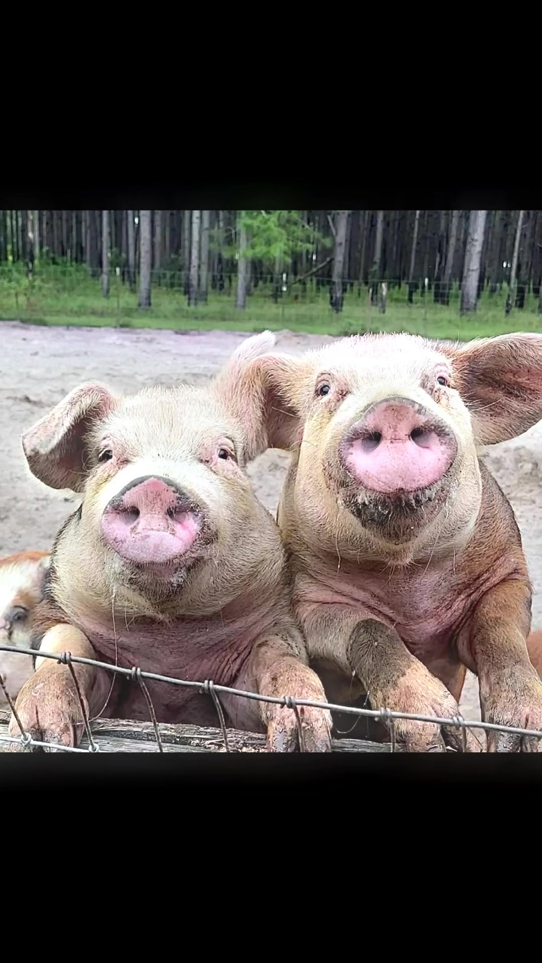 @биг свин🐖