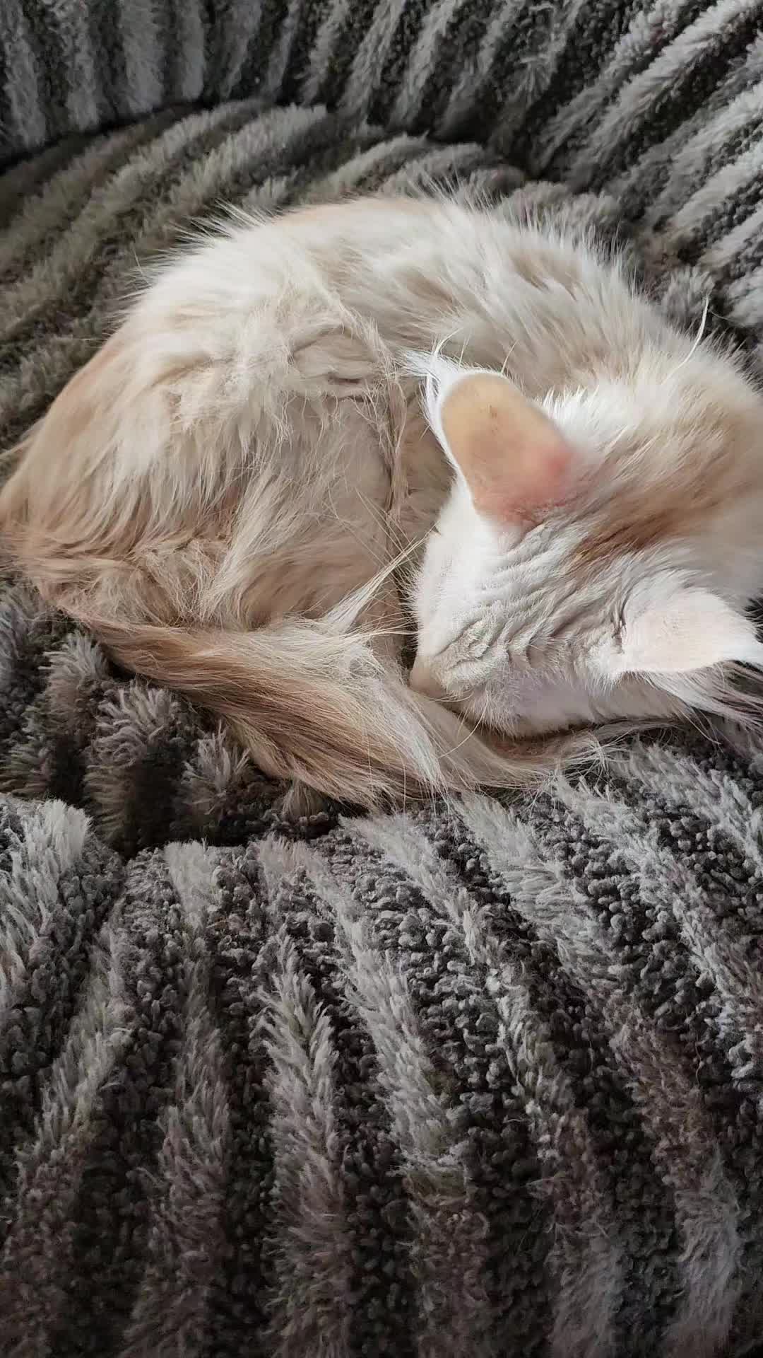 @Gentle Nature's Maine Coon