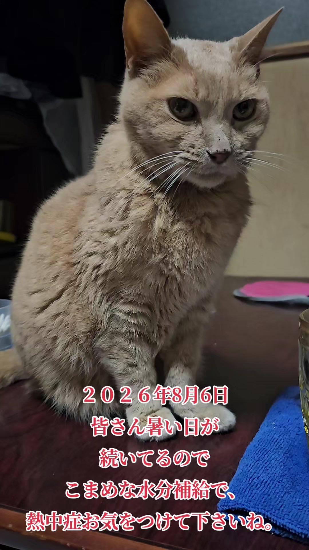 @黒猫の凱旋➿️