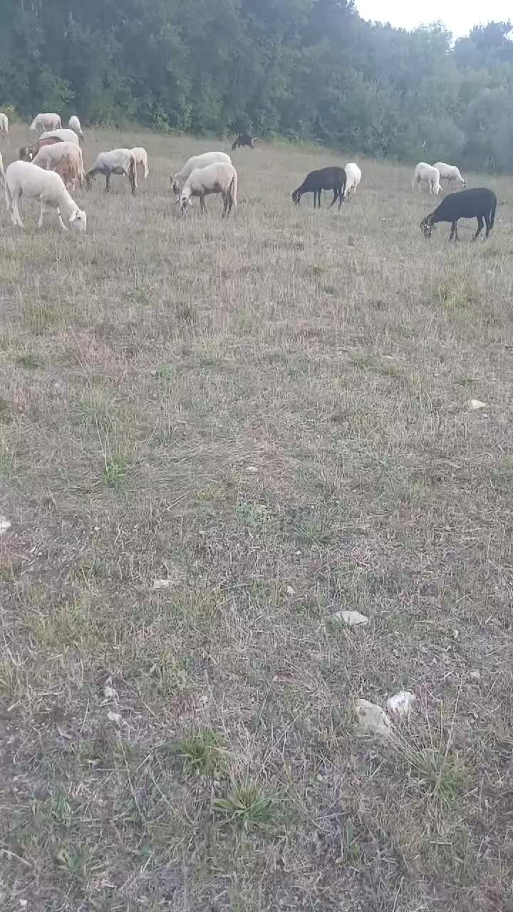@Amato della vecchia