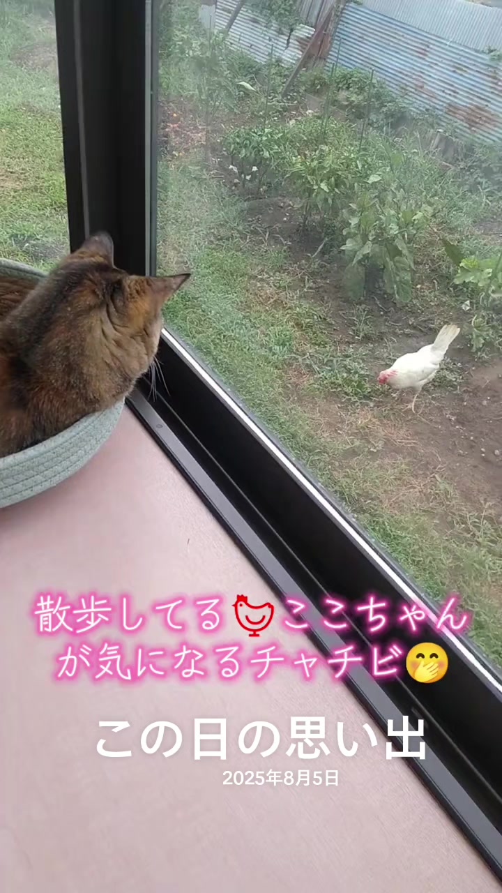 @ANIMAL♡M