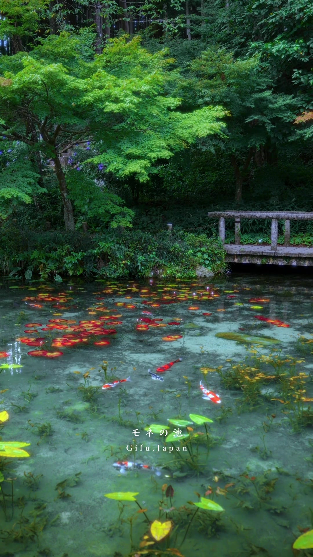 @koza | Beautiful Japan🇯🇵