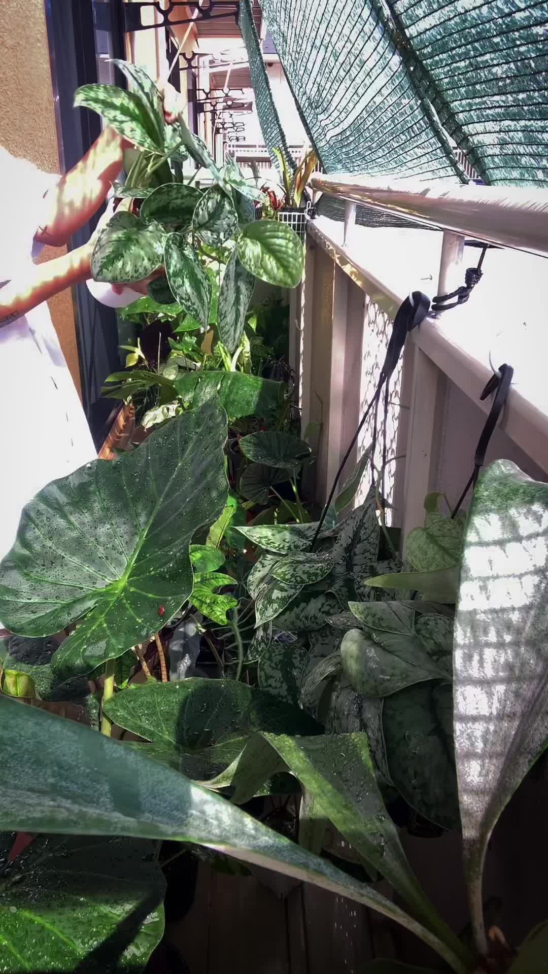 @plantsparadiseplanet