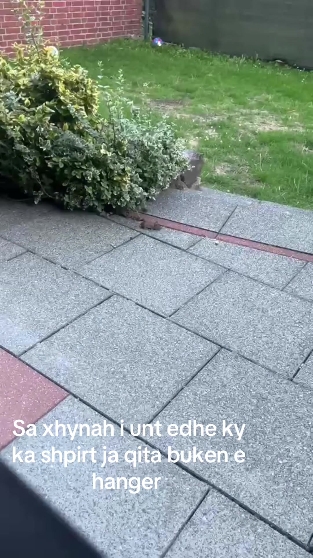 @F.topalli