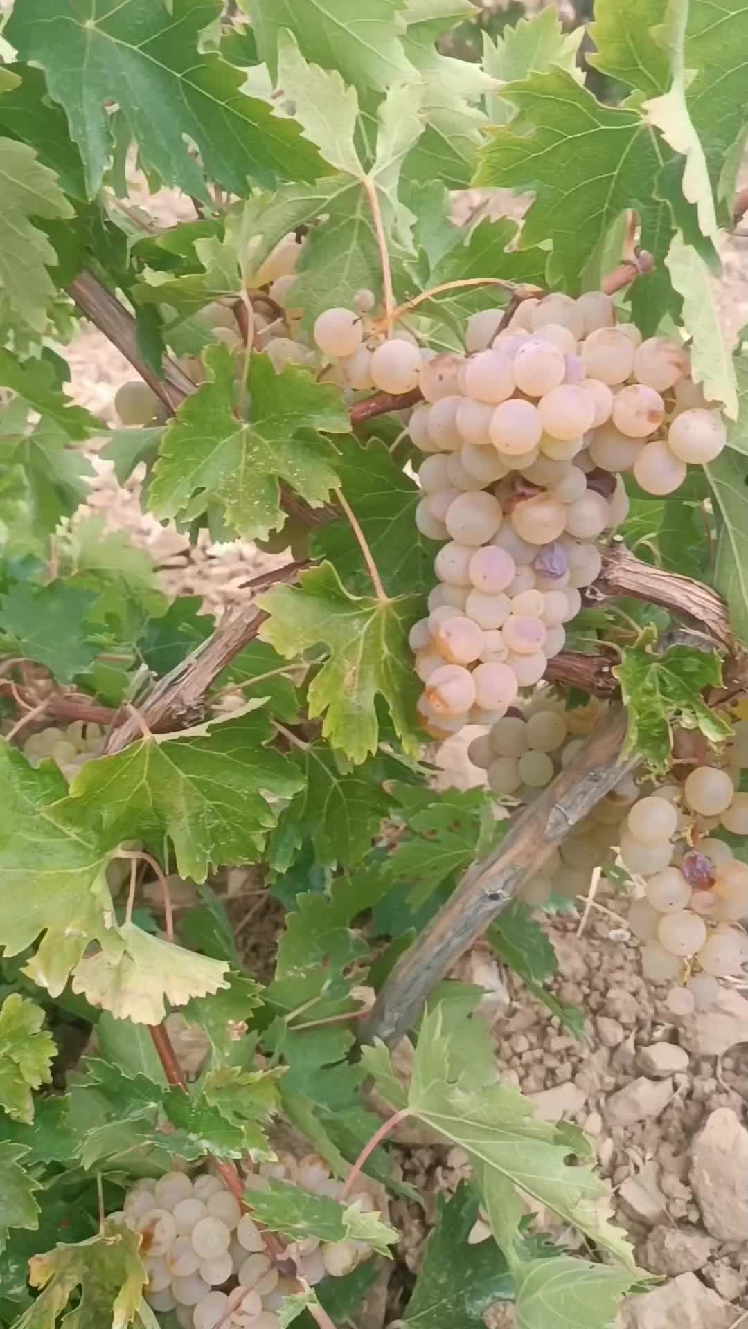@DAĞCI.46