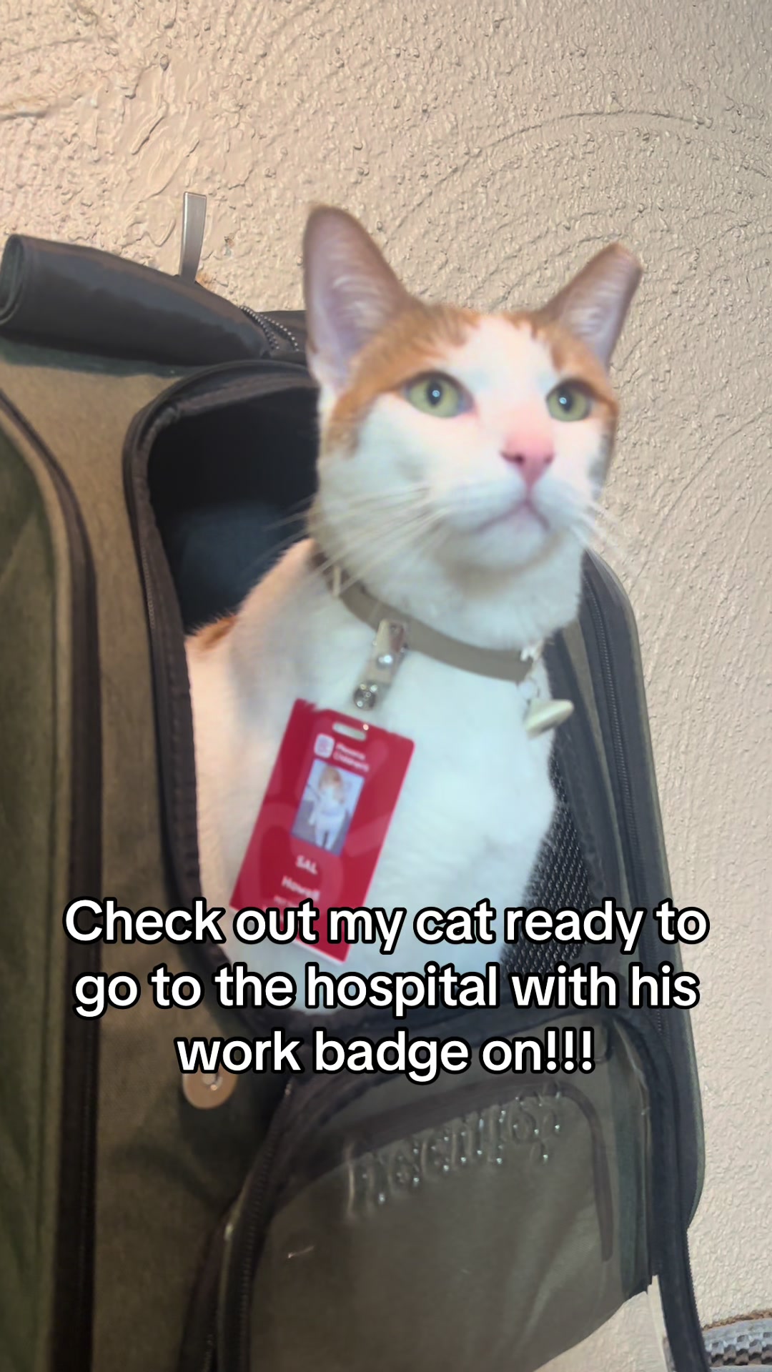 @Therapy Cat Roger & Family