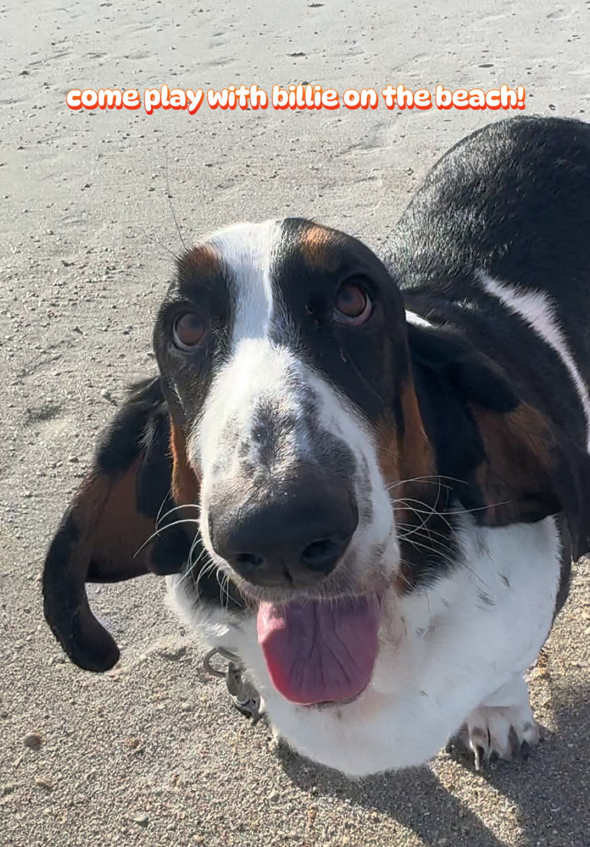 @🐾BillieBasset🐾