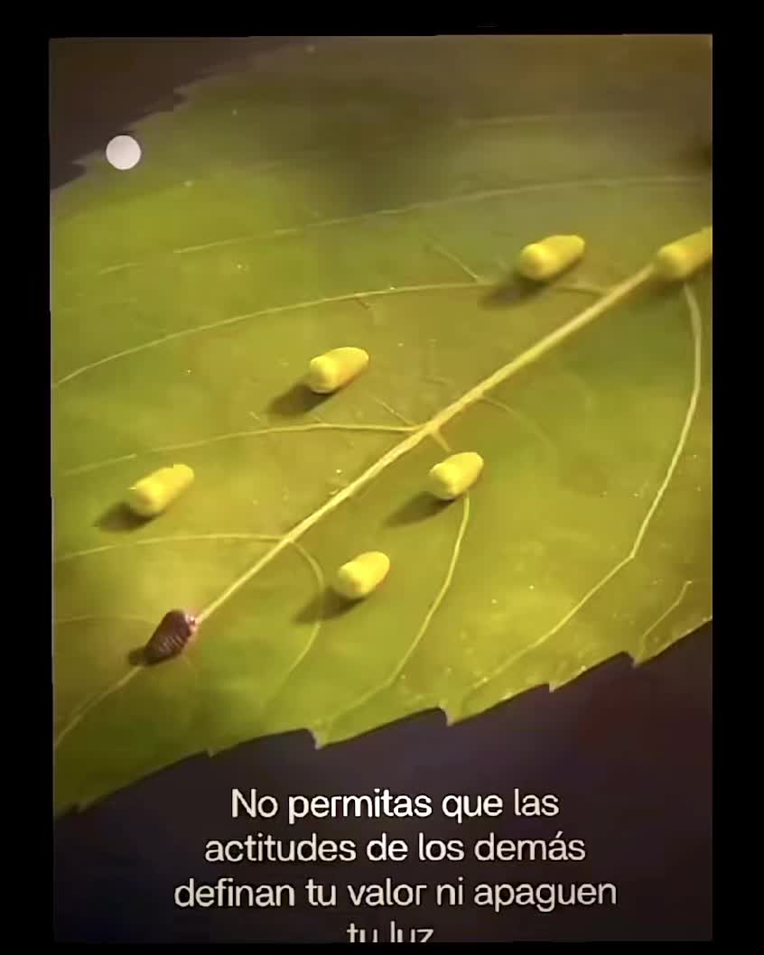 @amaranyx333