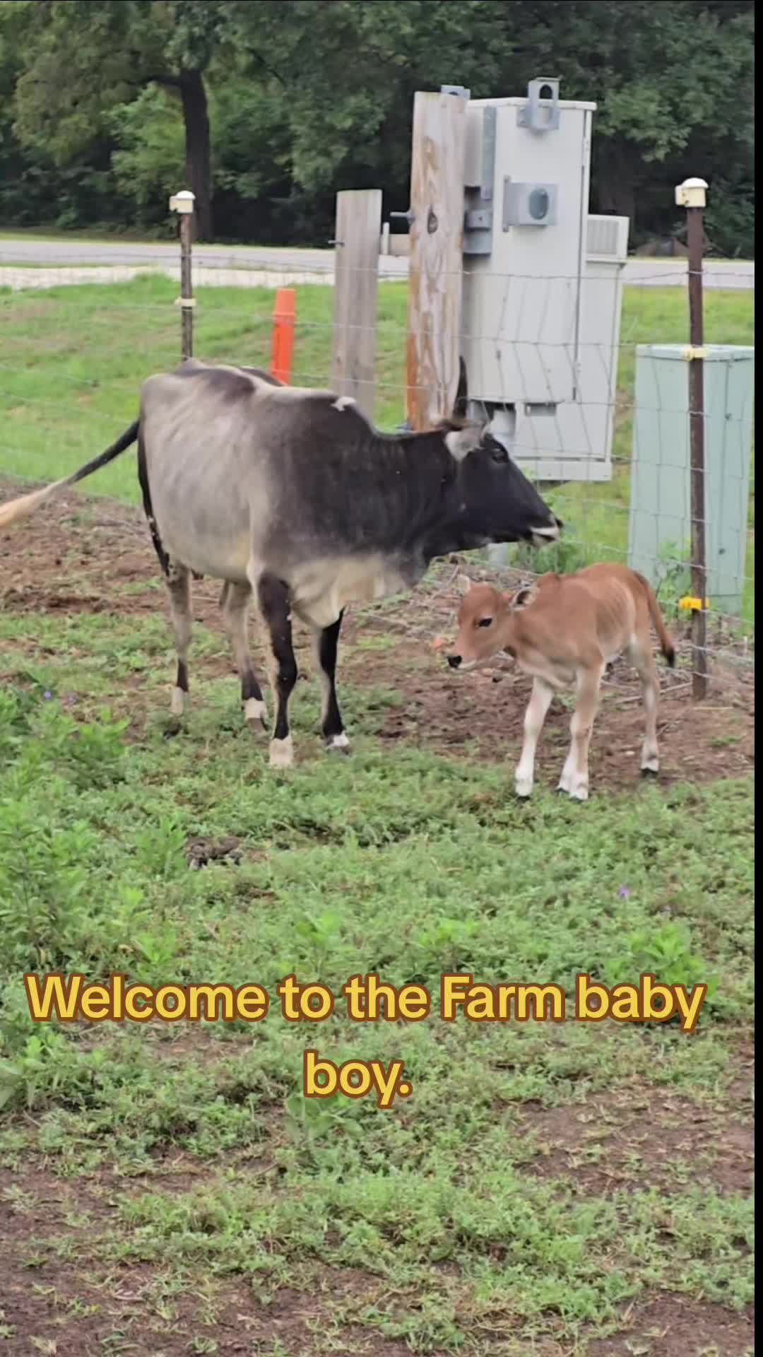 @Small Town Farm LLC