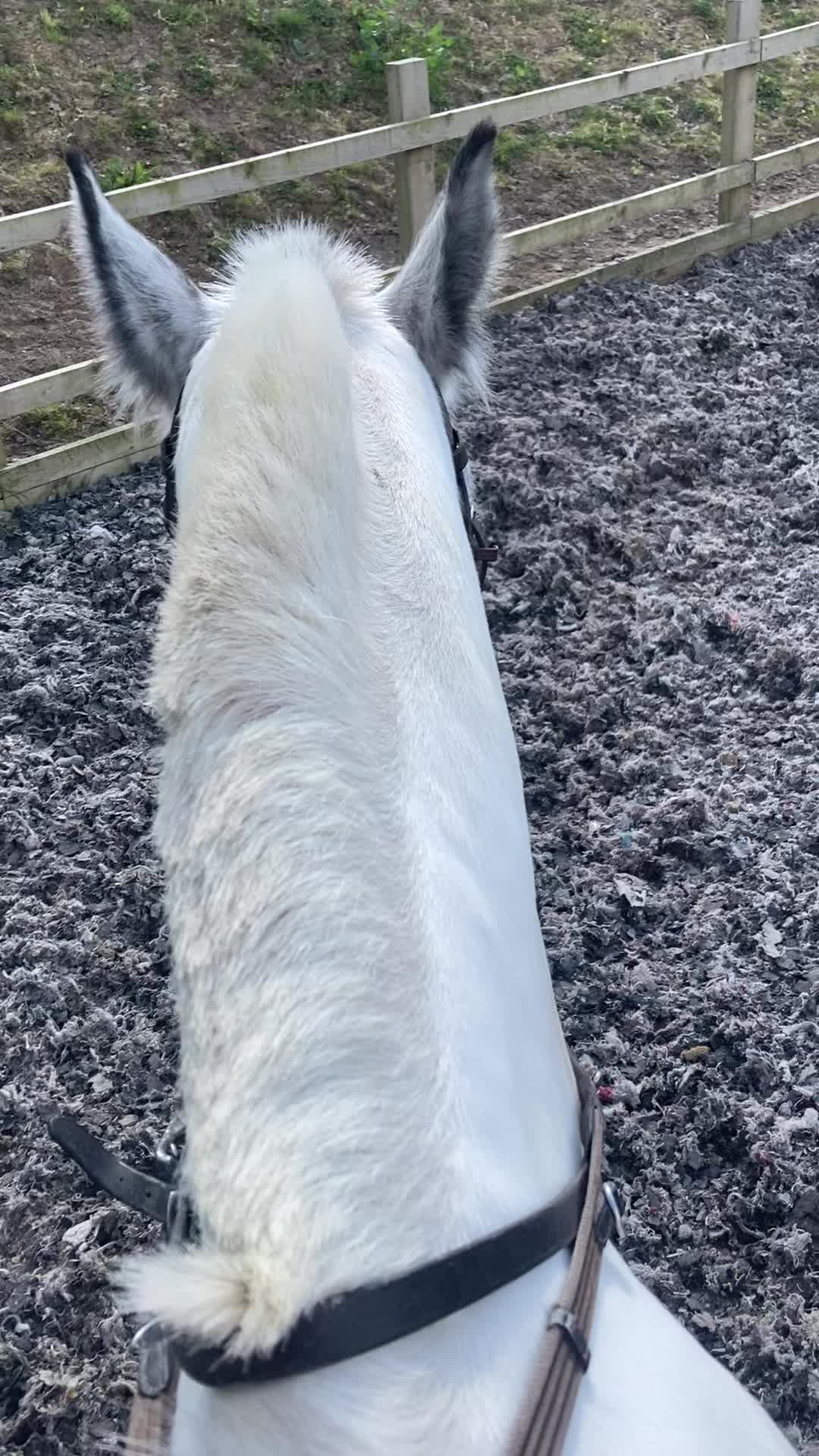 @horse
