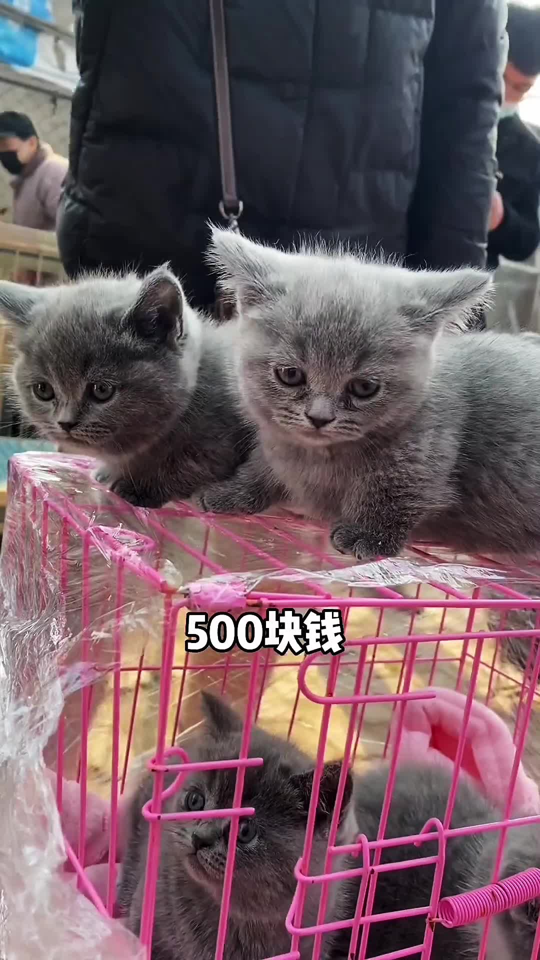 @寵物批發零售（一手批發，零售）