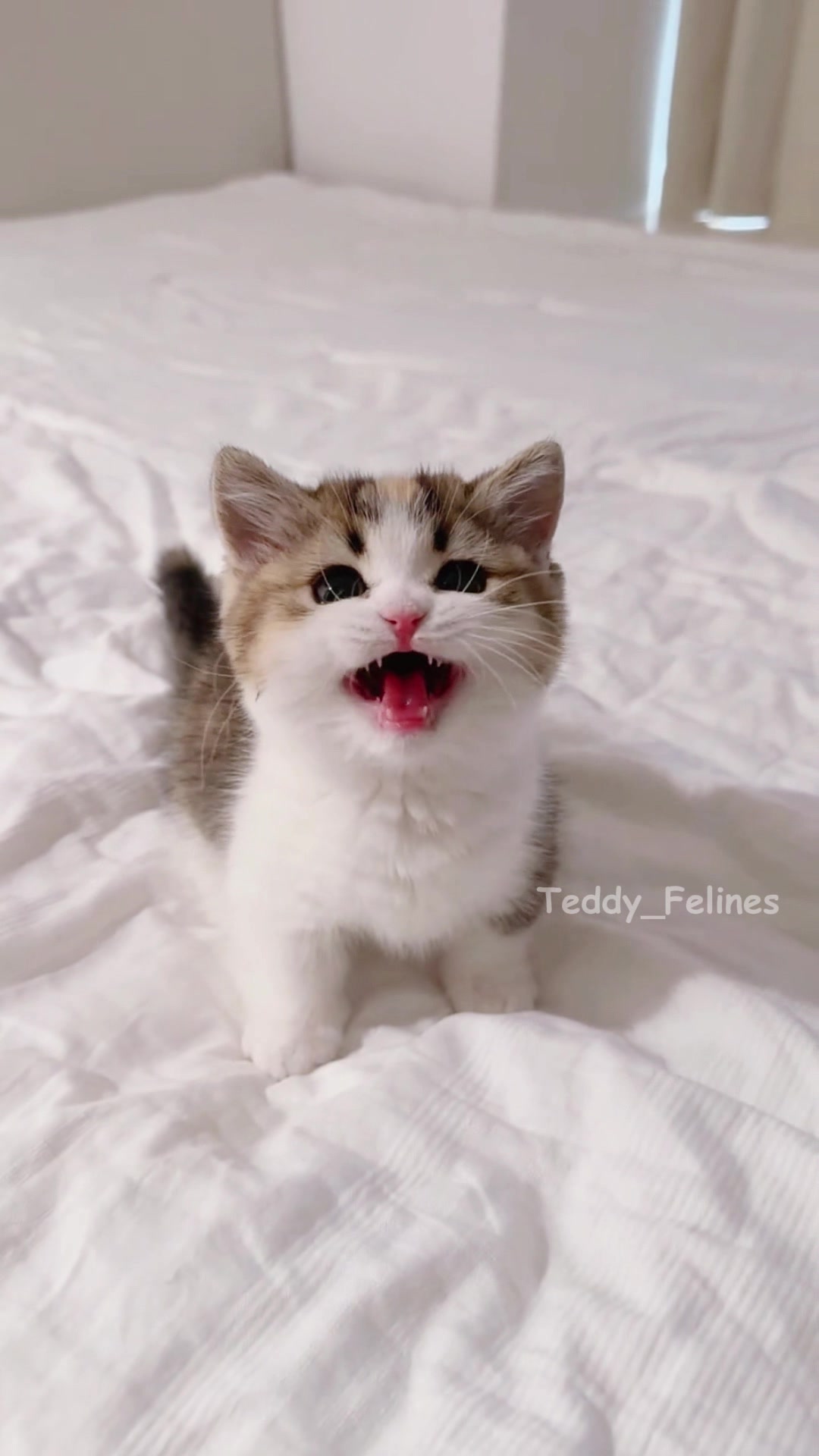 @Teddy_Felines 🧸🐾