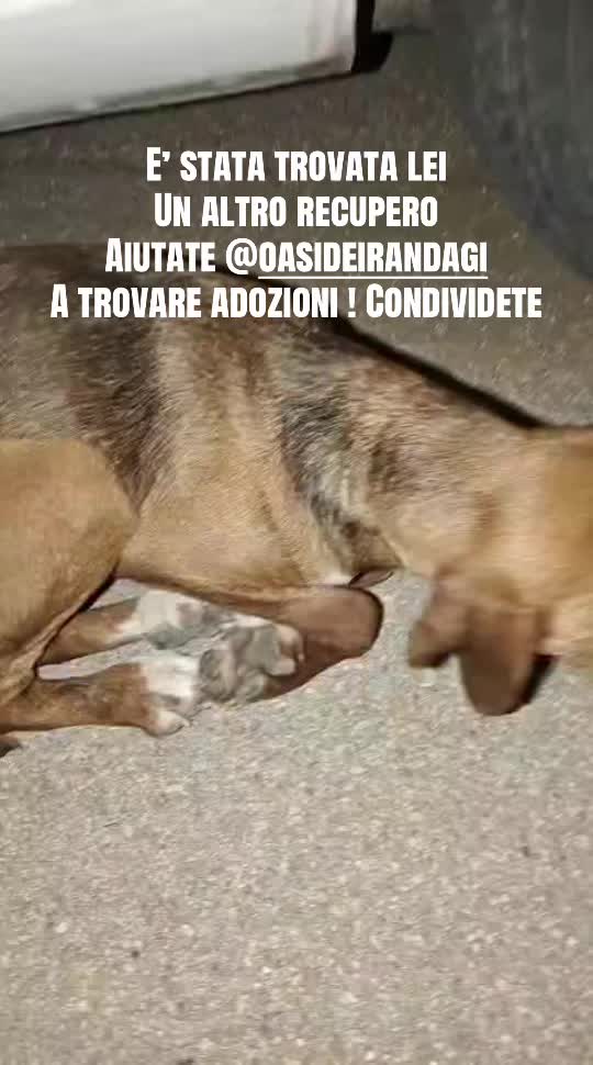 @I randagi di nessuno