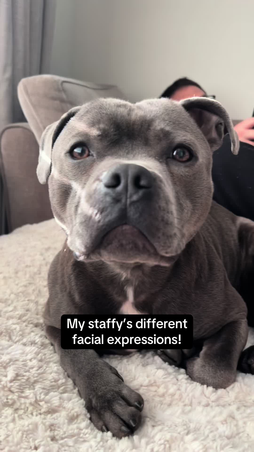 @Zeus the Blue Staffy⚡️