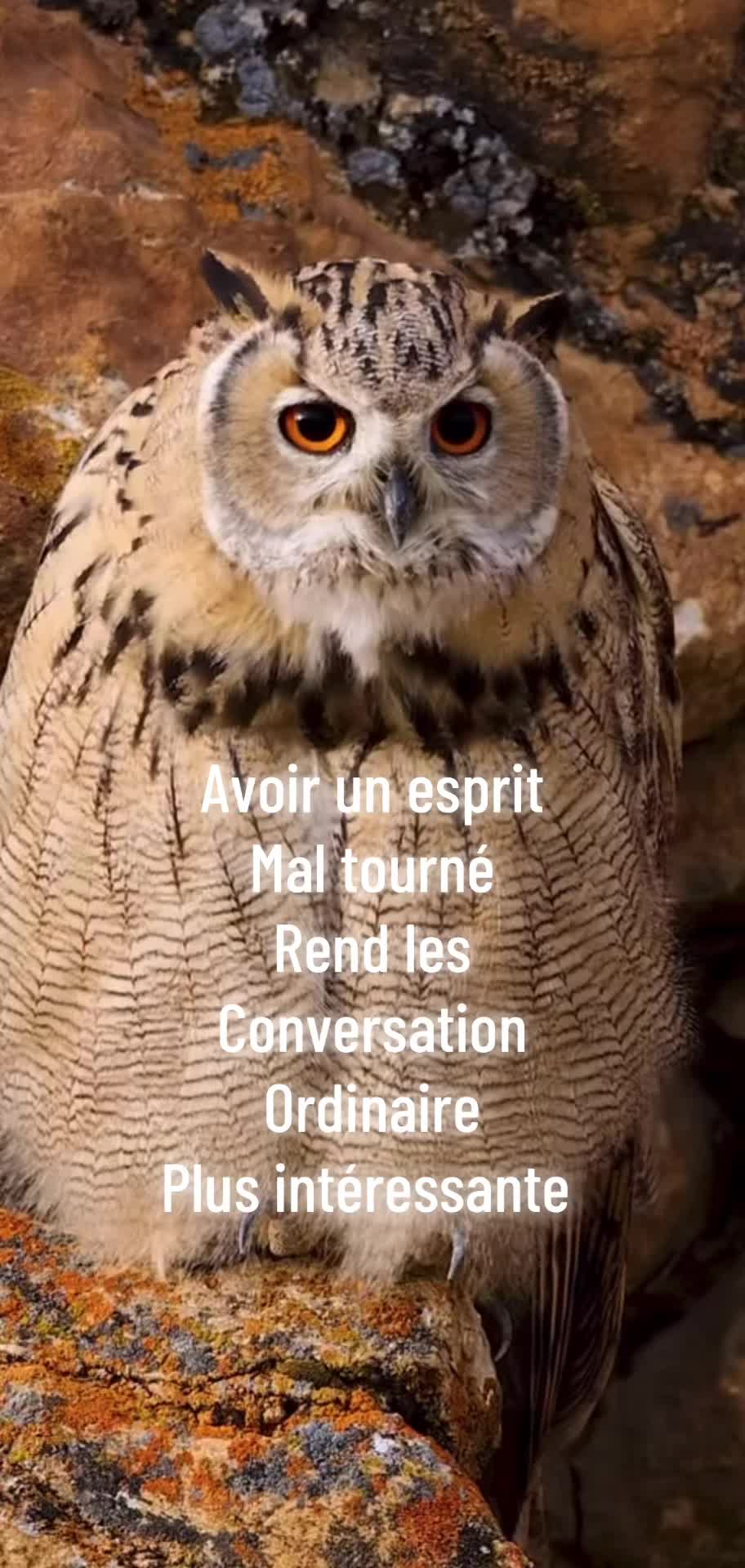 @hibou débrouillard