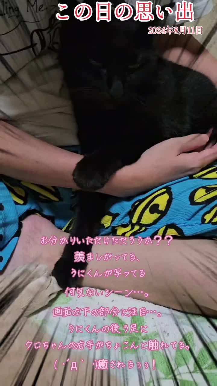 @黒猫の凱旋➿️