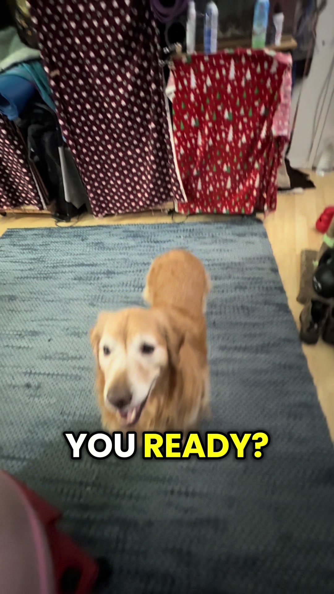 @FlexiblePetSolutions