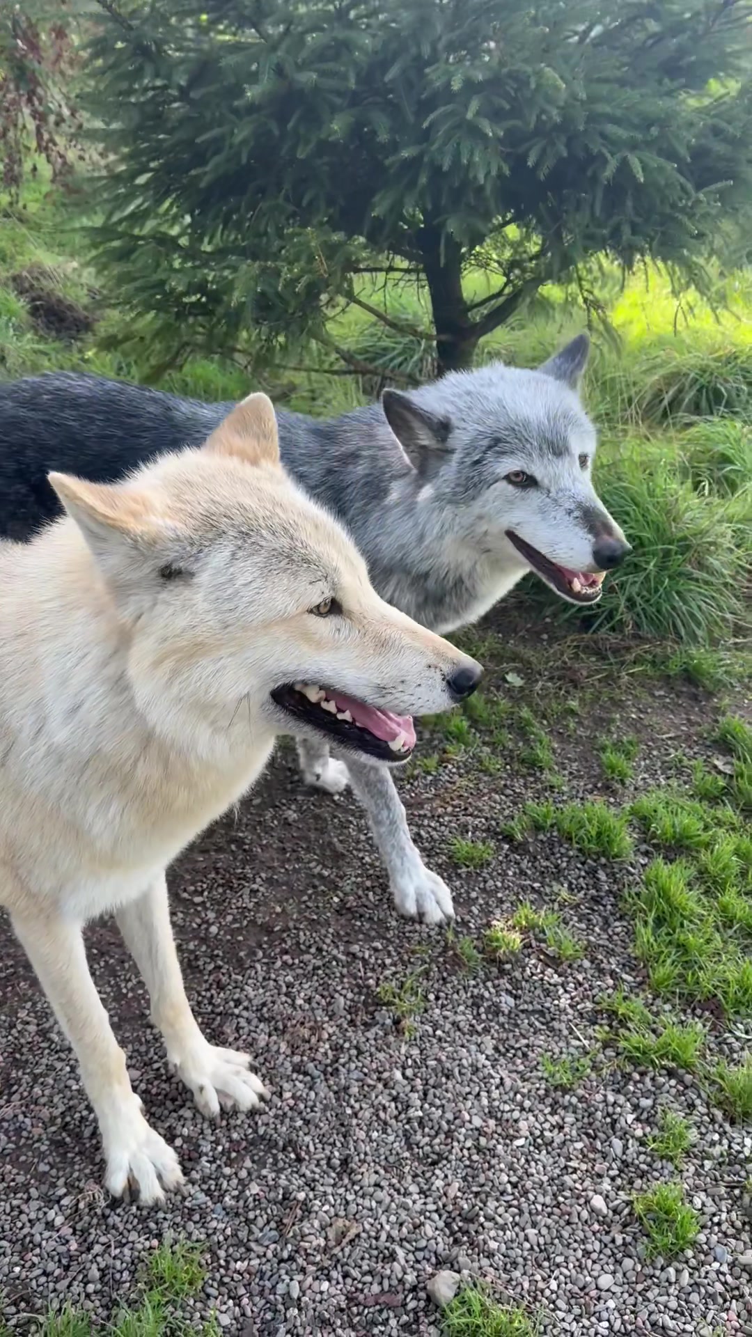 @Wolves of the Lakes
